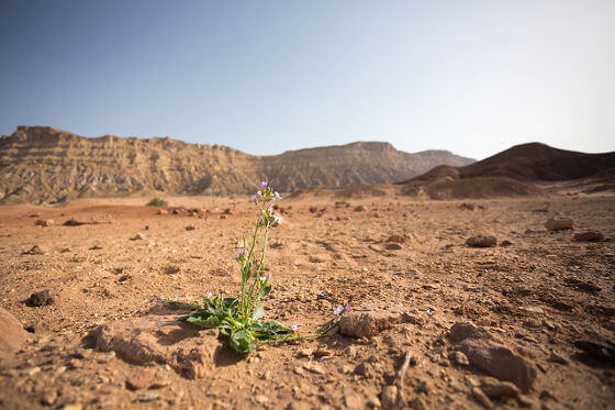 terreSainteFleurDesert.jpg